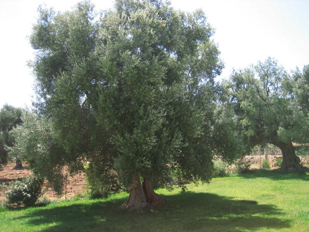 La Vigna Vecchia Guest House Fasano Exterior foto
